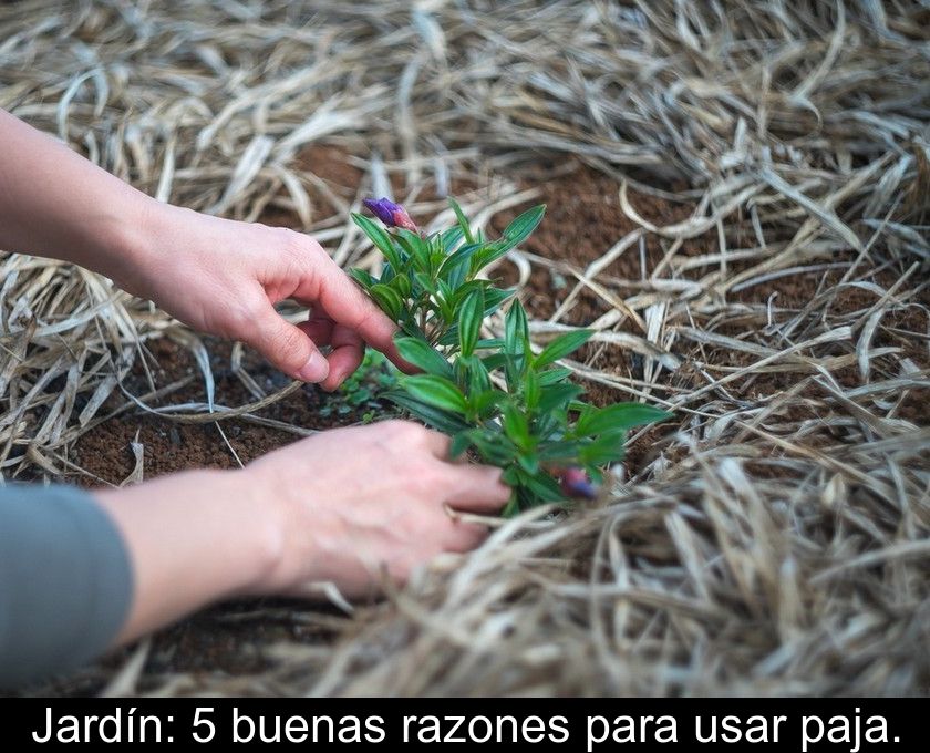 Jardín: 5 Buenas Razones Para Usar Paja.