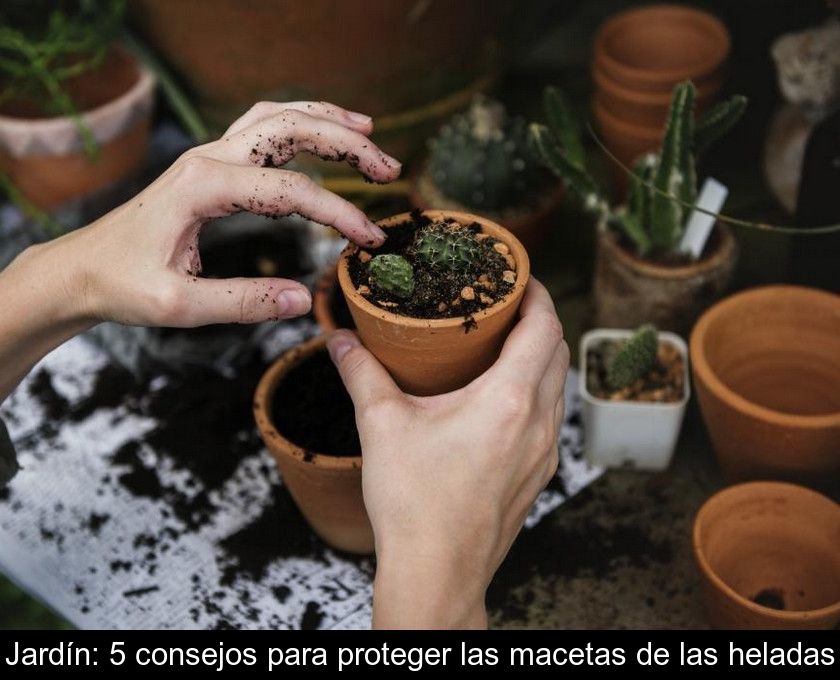 Jardín: 5 Consejos Para Proteger Las Macetas De Las Heladas