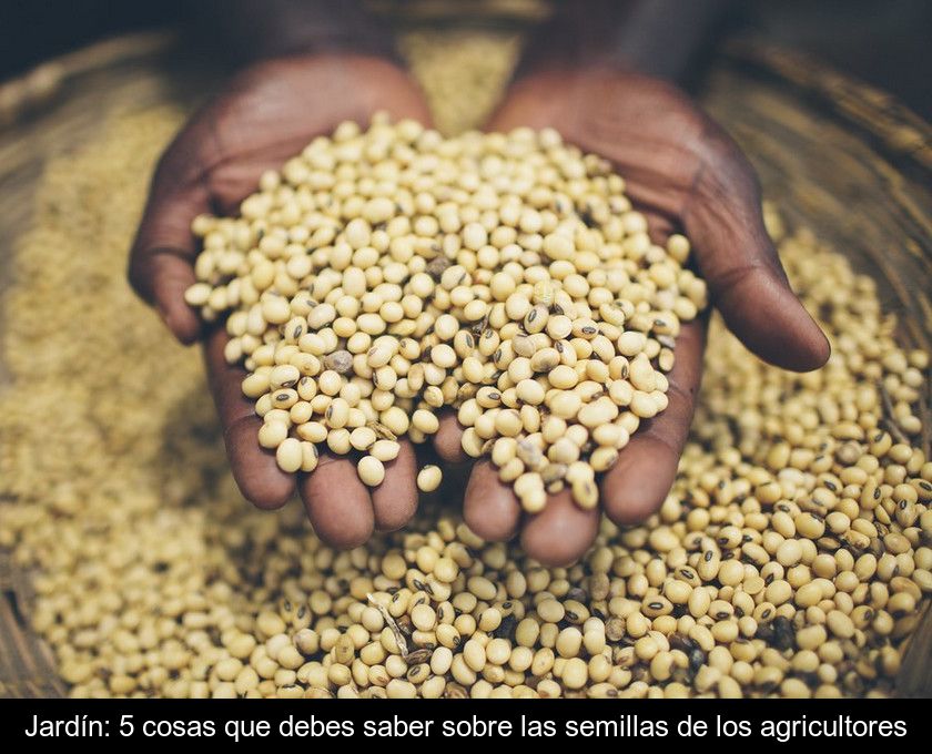 Jardín: 5 Cosas Que Debes Saber Sobre Las Semillas De Los Agricultores