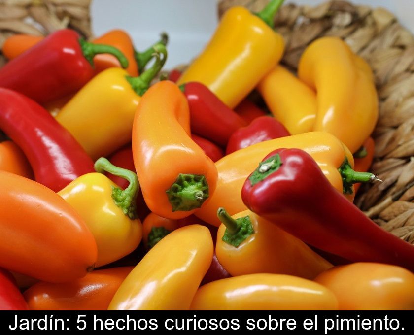 Jardín: 5 Hechos Curiosos Sobre El Pimiento.