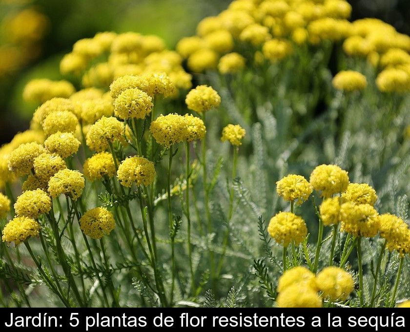Jardín: 5 Plantas De Flor Resistentes A La Sequía