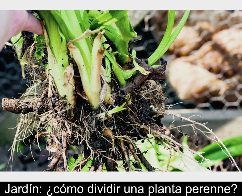 Jardín: ¿cómo Dividir Una Planta Perenne?