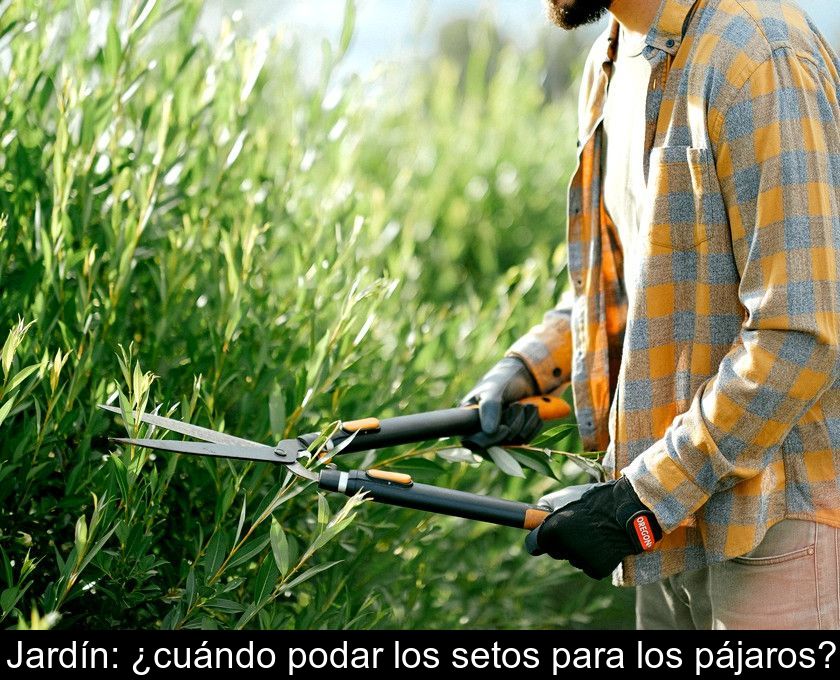 Jardín: ¿cuándo Podar Los Setos Para Los Pájaros?