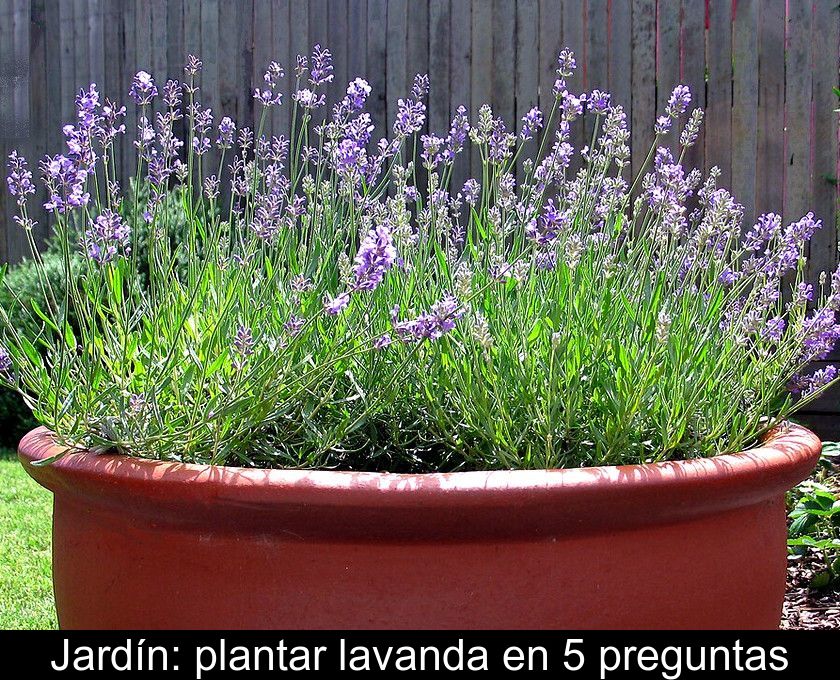 Jardín: Plantar Lavanda En 5 Preguntas