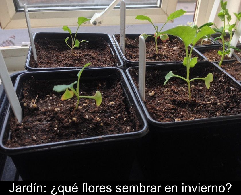 Jardín: ¿qué Flores Sembrar En Invierno?