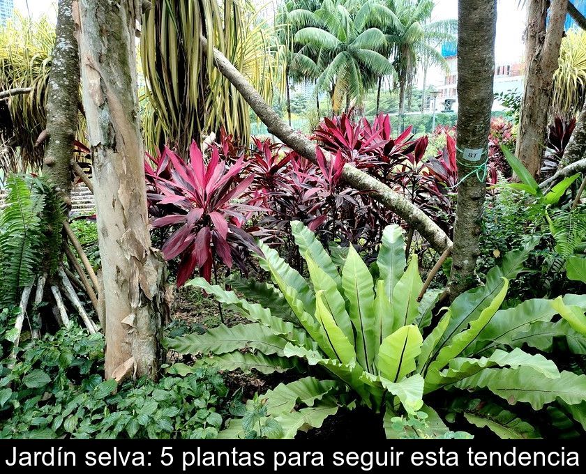 Jardín Selva: 5 Plantas Para Seguir Esta Tendencia