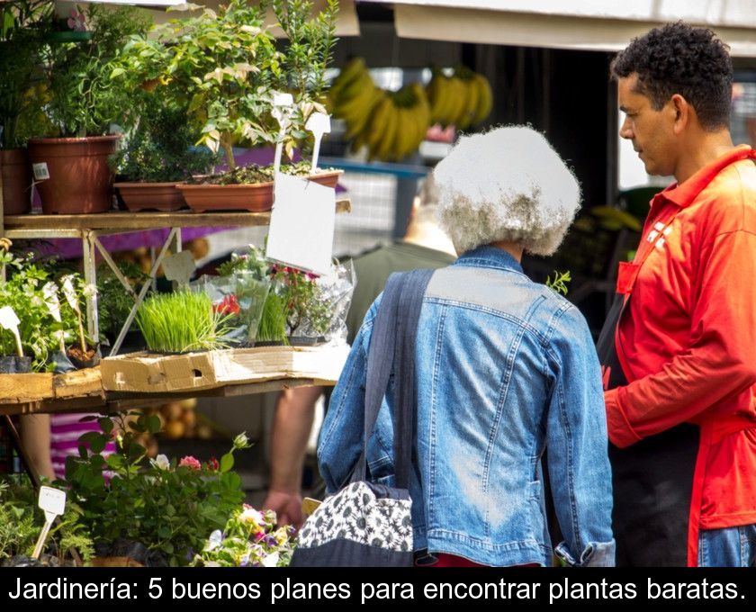 Jardinería: 5 Buenos Planes Para Encontrar Plantas Baratas.