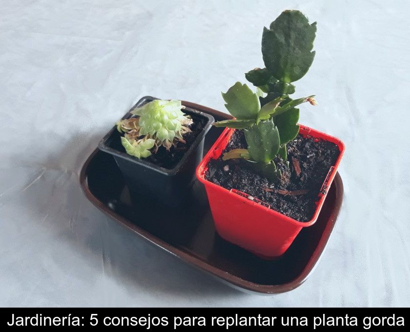 Jardinería: 5 Consejos Para Replantar Una Planta Gorda