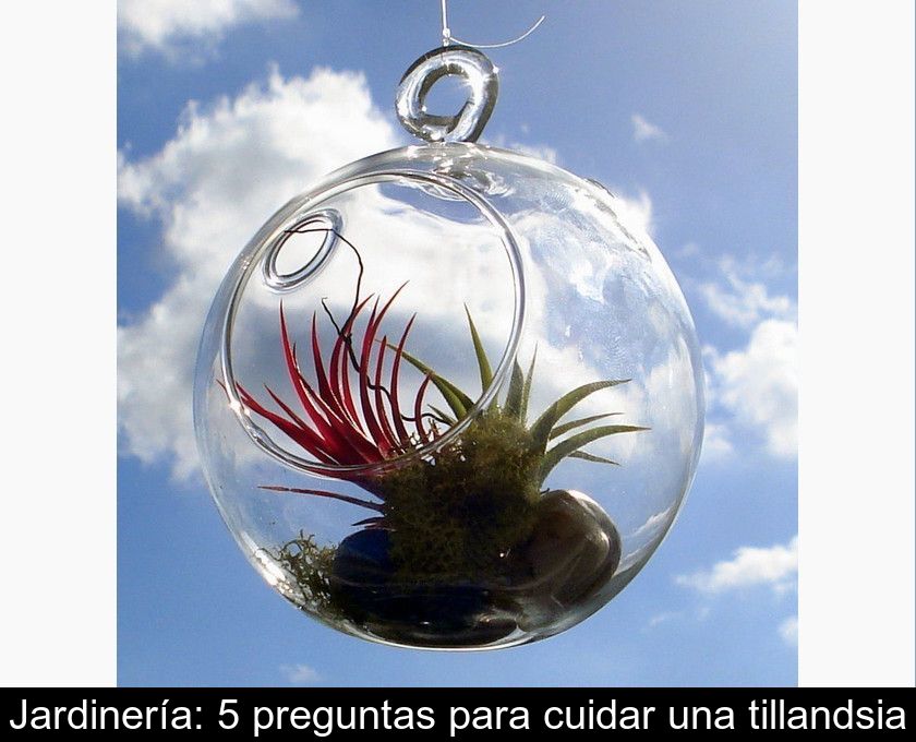 Jardinería: 5 Preguntas Para Cuidar Una Tillandsia