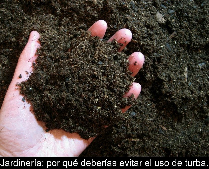 Jardinería: Por Qué Deberías Evitar El Uso De Turba.