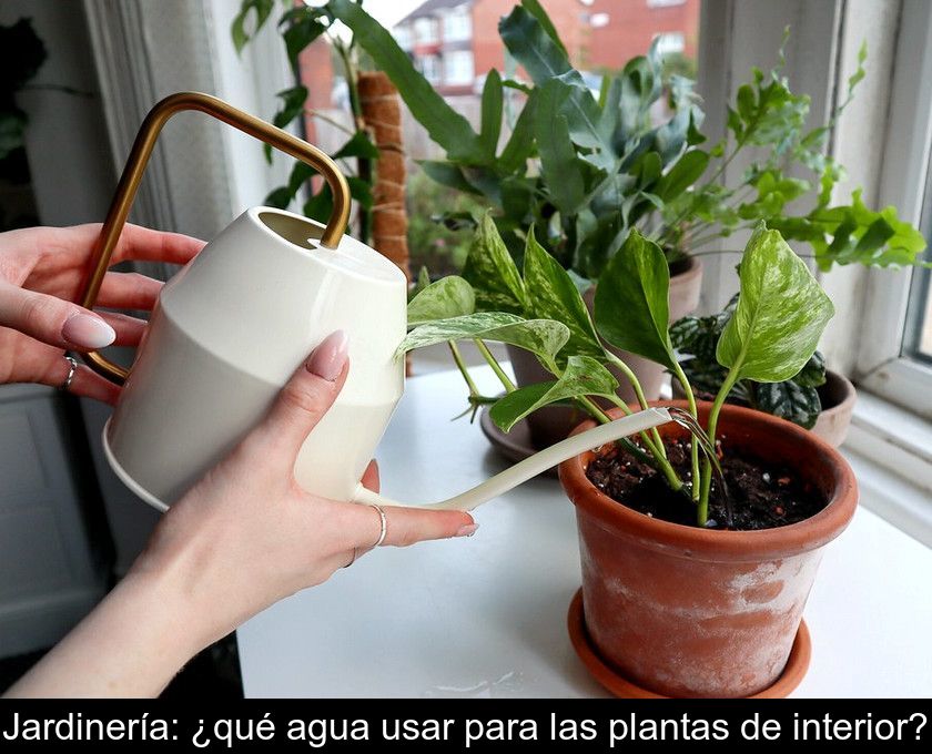 Jardinería: ¿qué Agua Usar Para Las Plantas De Interior?