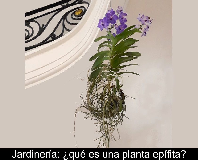 Jardinería: ¿qué Es Una Planta Epífita?