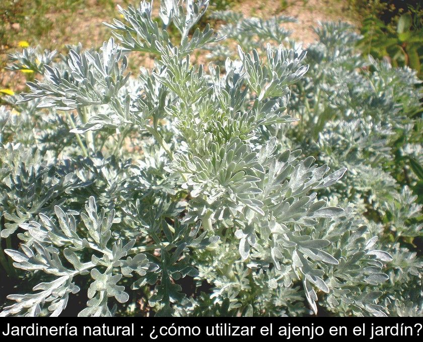 Jardinería Natural : ¿cómo Utilizar El Ajenjo En El Jardín?