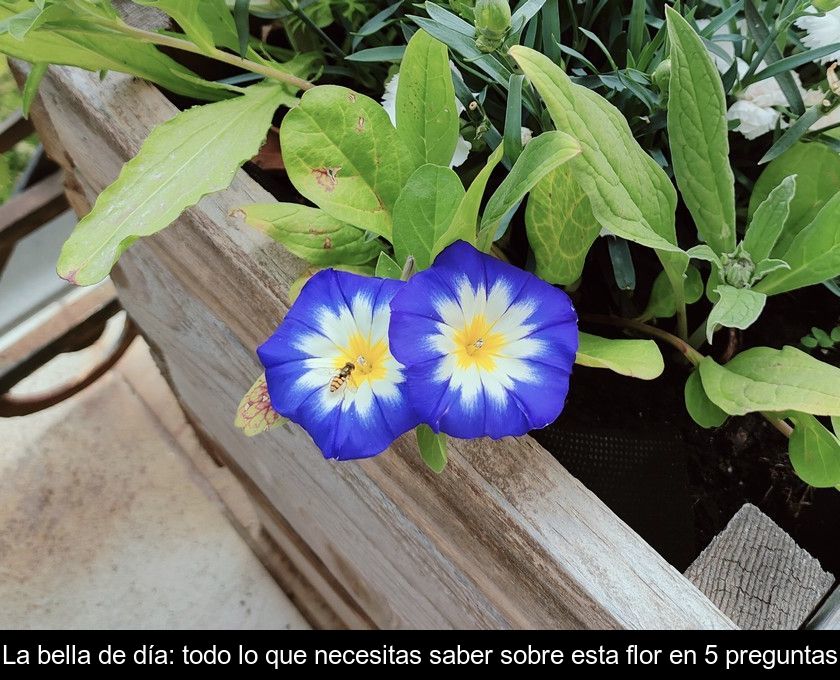 La Bella De Día: Todo Lo Que Necesitas Saber Sobre Esta Flor En 5 Preguntas