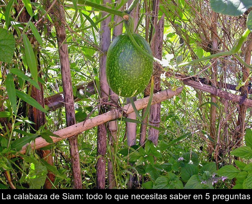 La Calabaza De Siam: Todo Lo Que Necesitas Saber En 5 Preguntas