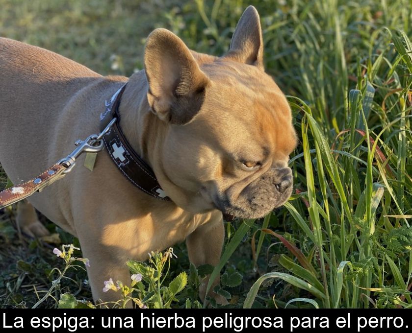 La Espiga: Una Hierba Peligrosa Para El Perro.