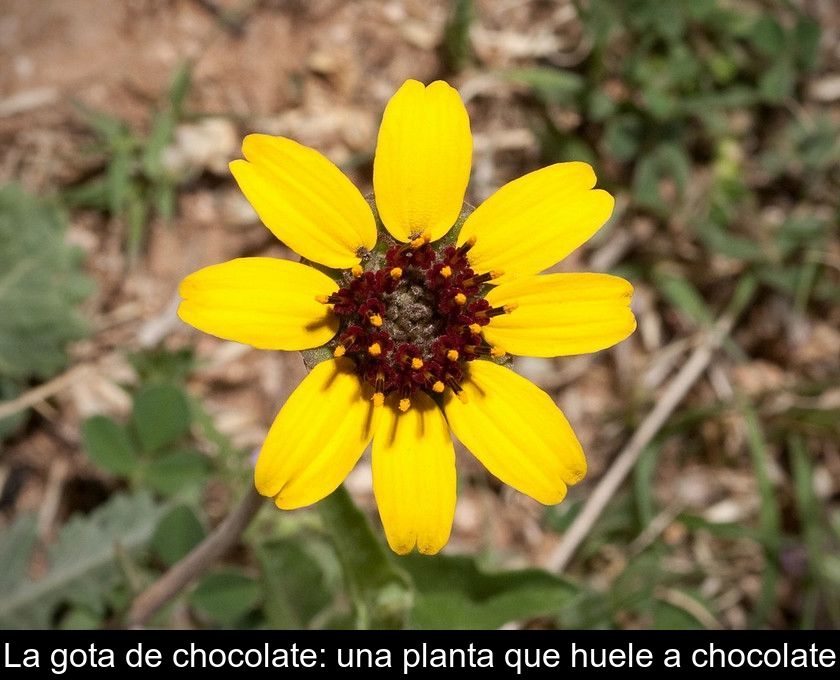 La Gota De Chocolate: Una Planta Que Huele A Chocolate