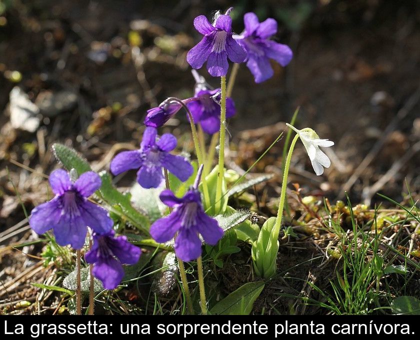 La Grassetta: Una Sorprendente Planta Carnívora.