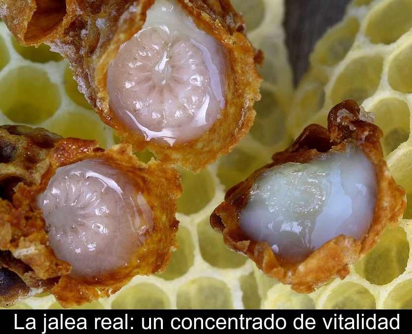 La Jalea Real: Un Concentrado De Vitalidad