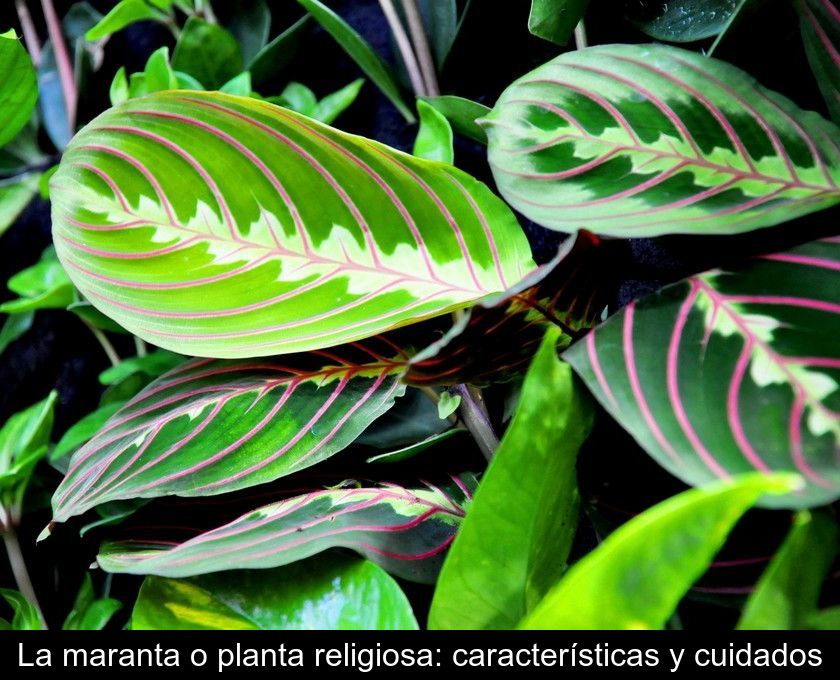 La Maranta O Planta Religiosa: Características Y Cuidados