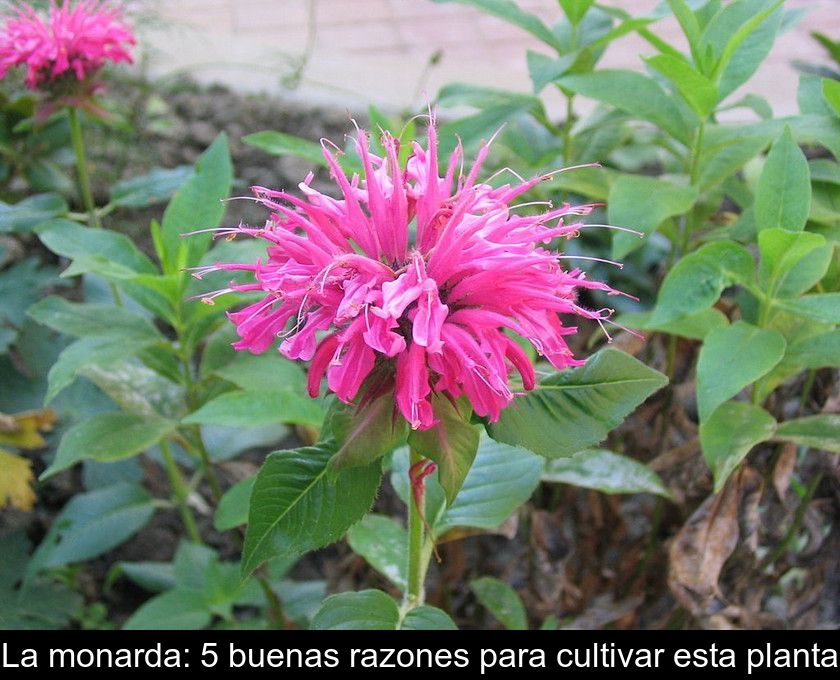 La Monarda: 5 Buenas Razones Para Cultivar Esta Planta