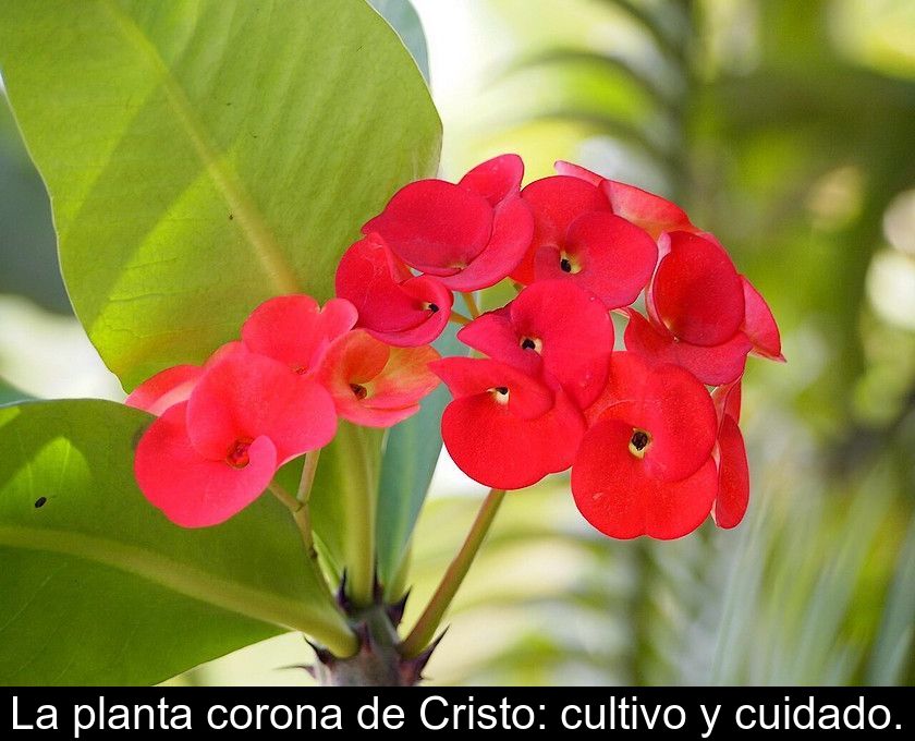 La Planta Corona De Cristo: Cultivo Y Cuidado.