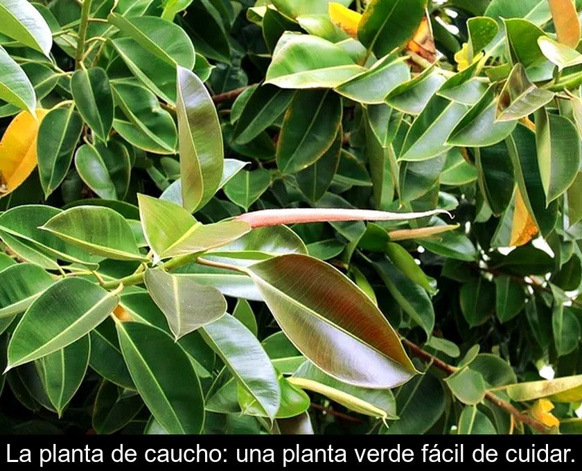 La Planta De Caucho: Una Planta Verde Fácil De Cuidar.