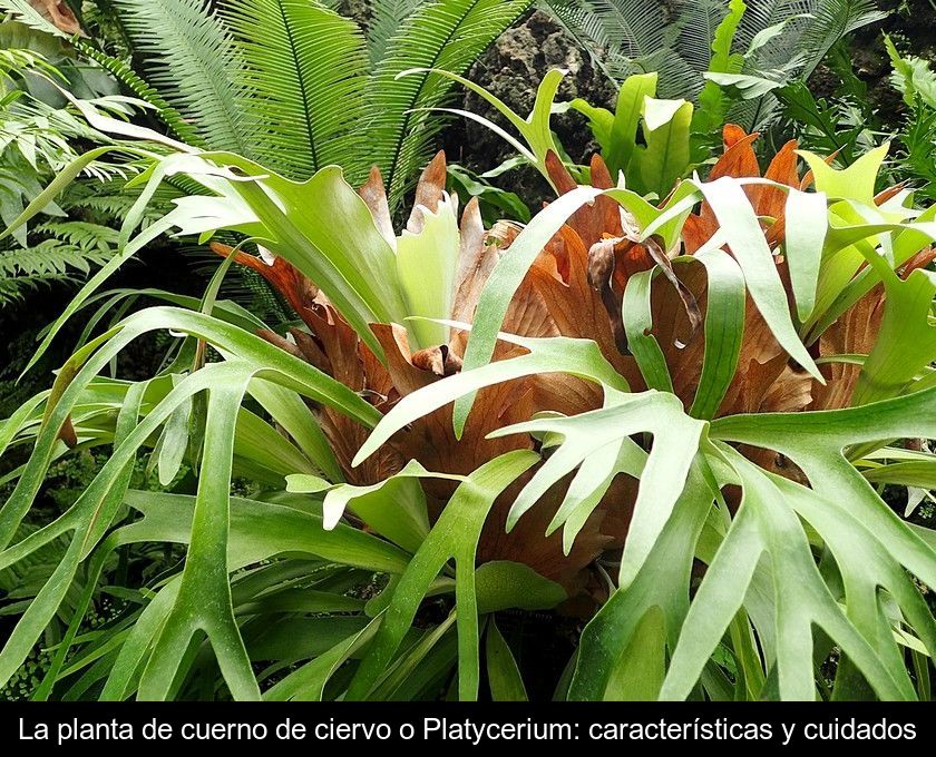 La Planta De Cuerno De Ciervo O Platycerium: Características Y Cuidados