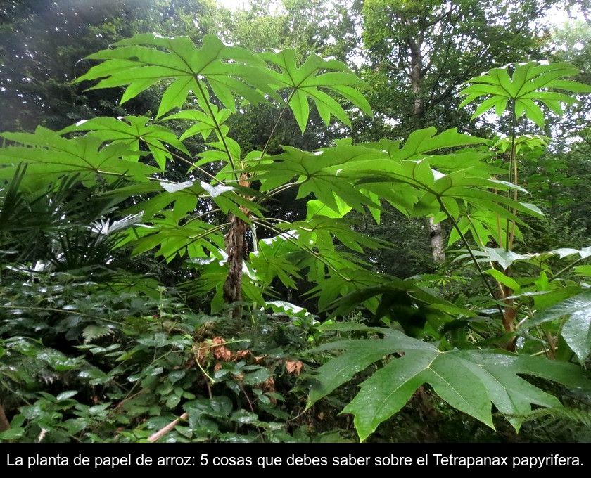 La Planta De Papel De Arroz: 5 Cosas Que Debes Saber Sobre El Tetrapanax Papyrifera.