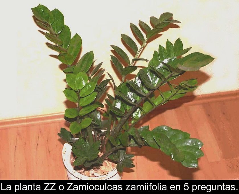 La Planta Zz O Zamioculcas Zamiifolia En 5 Preguntas.