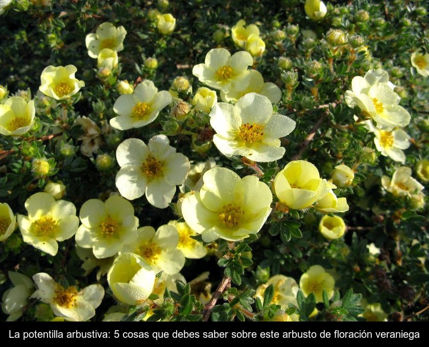 La Potentilla Arbustiva: 5 Cosas Que Debes Saber Sobre Este Arbusto De Floración Veraniega