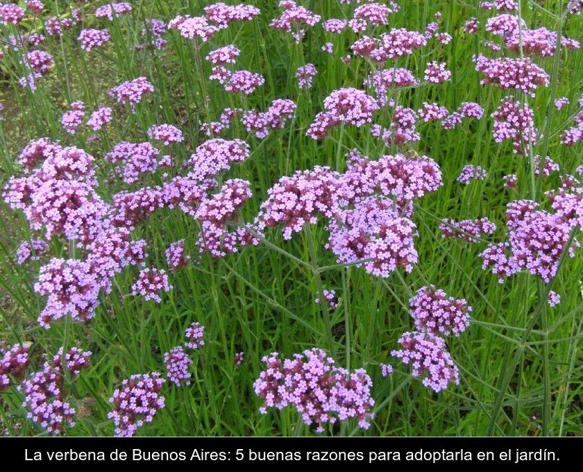 La Verbena De Buenos Aires: 5 Buenas Razones Para Adoptarla En El Jardín.