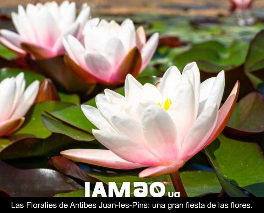 Las Floralies De Antibes Juan-les-pins: Una Gran Fiesta De Las Flores.