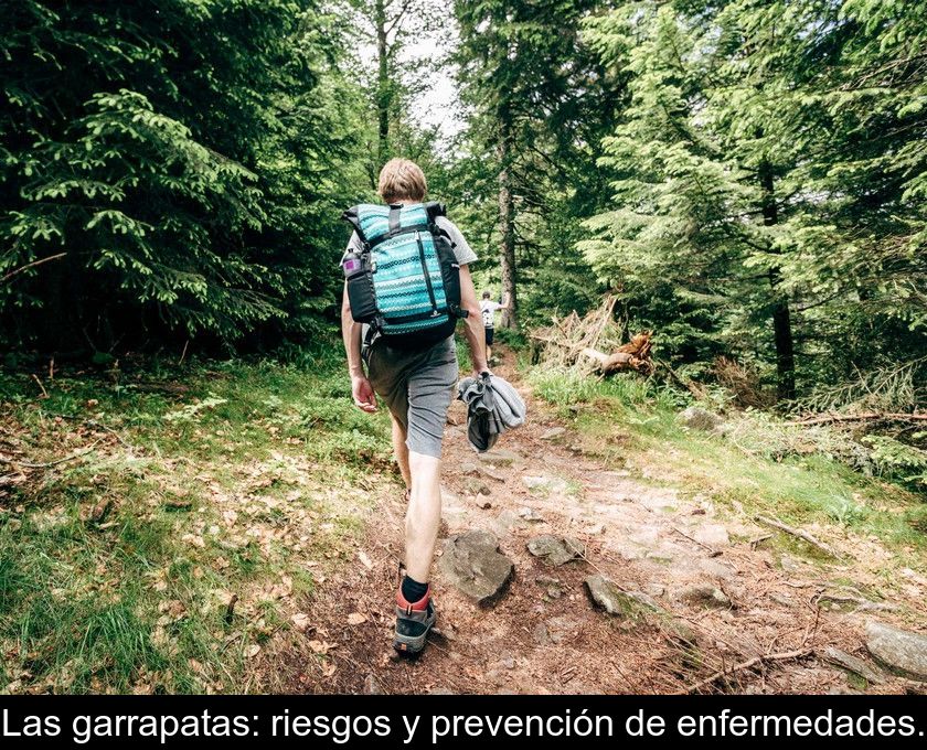 Las Garrapatas: Riesgos Y Prevención De Enfermedades.