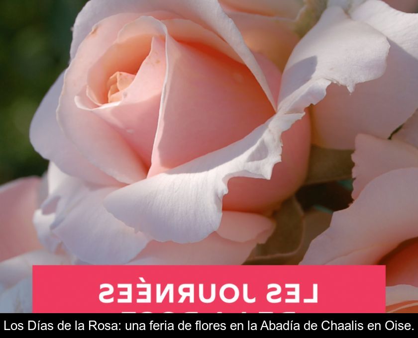 Los Días De La Rosa: Una Feria De Flores En La Abadía De Chaalis En Oise.
