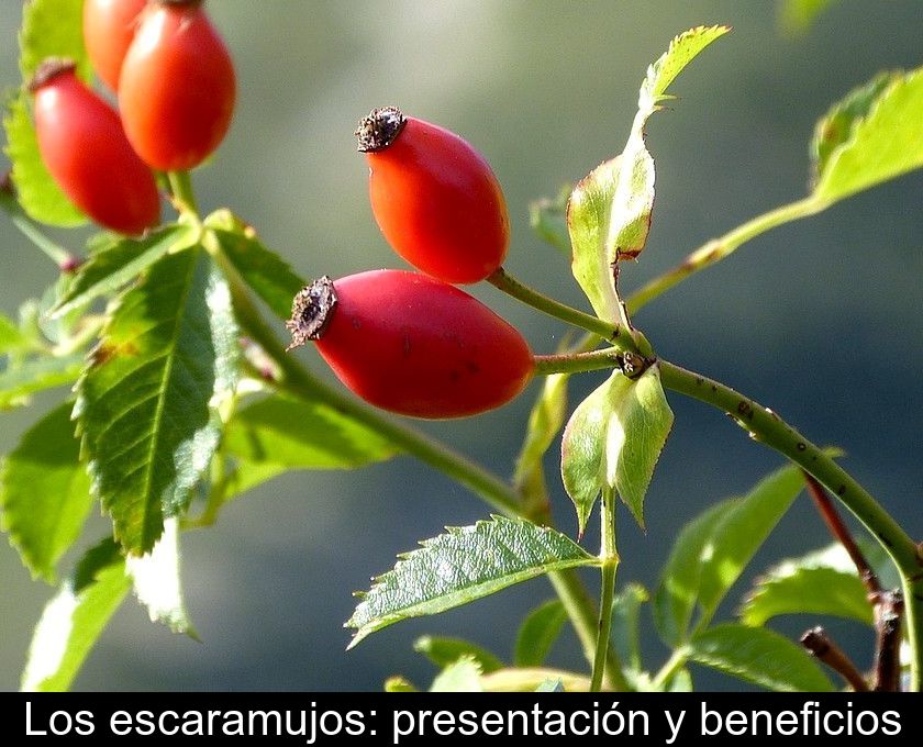 Los Escaramujos: Presentación Y Beneficios