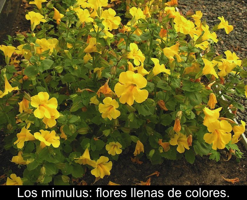 Los Mimulus: Flores Llenas De Colores.