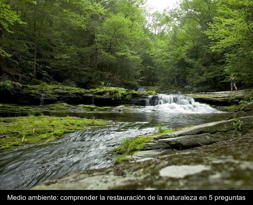 Medio Ambiente: Comprender La Restauración De La Naturaleza En 5 Preguntas