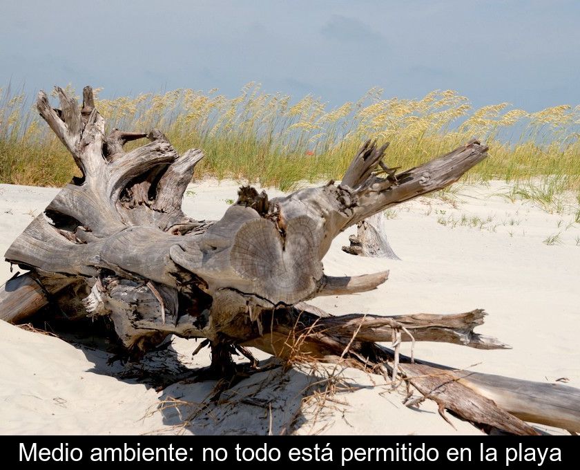 Medio Ambiente: No Todo Está Permitido En La Playa