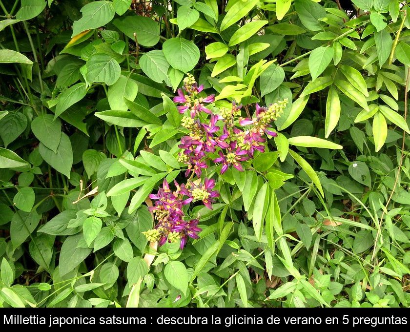 Millettia Japonica Satsuma : Descubra La Glicinia De Verano En 5 Preguntas