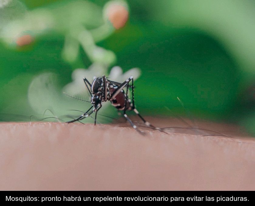 Mosquitos: Pronto Habrá Un Repelente Revolucionario Para Evitar Las Picaduras.