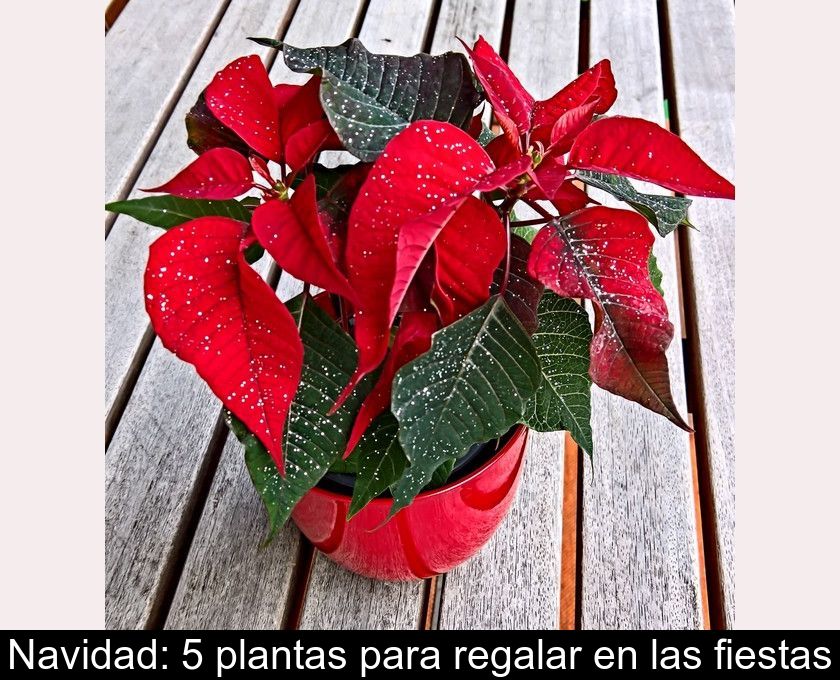 Navidad: 5 Plantas Para Regalar En Las Fiestas