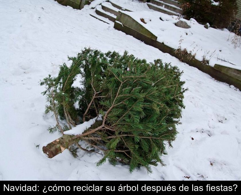 Navidad: ¿cómo Reciclar Su árbol Después De Las Fiestas?