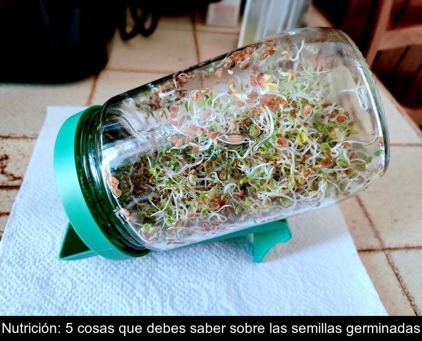 Nutrición: 5 Cosas Que Debes Saber Sobre Las Semillas Germinadas