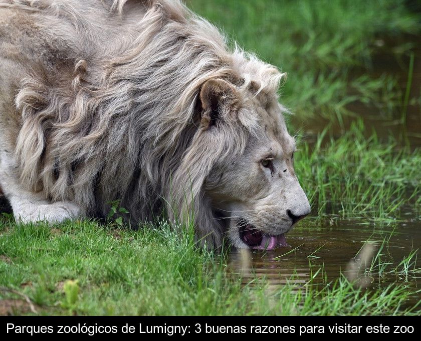 Parques Zoológicos De Lumigny: 3 Buenas Razones Para Visitar Este Zoo
