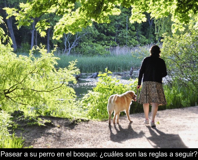 Pasear A Su Perro En El Bosque: ¿cuáles Son Las Reglas A Seguir?