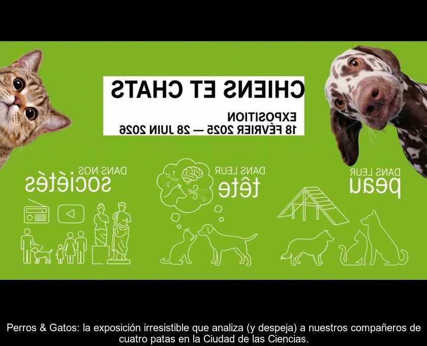 Perros & Gatos: La Exposición Irresistible Que Analiza (y Despeja) A Nuestros Compañeros De Cuatro Patas En La Ciudad De Las Ciencias.