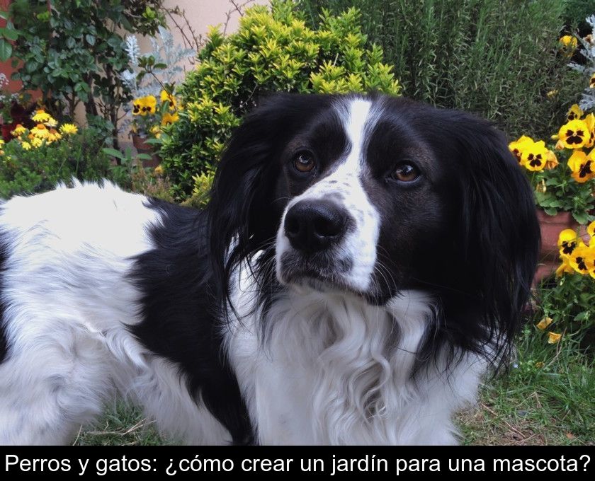 Perros Y Gatos: ¿cómo Crear Un Jardín Para Una Mascota?