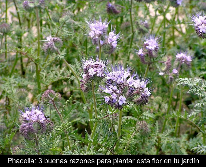 Phacelia: 3 buenas razones para plantar esta flor en tu jardín