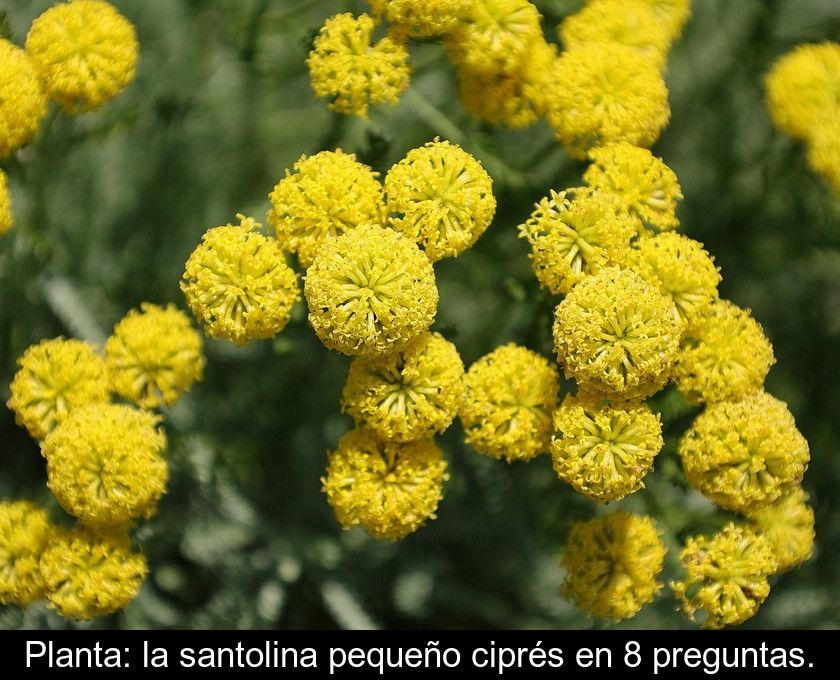 Planta: La Santolina Pequeño Ciprés En 8 Preguntas.